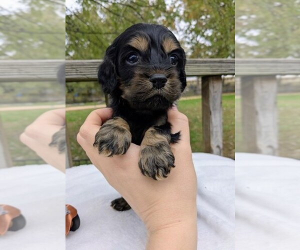 Medium Photo #5 Cock-A-Poo Puppy For Sale in SALEM, MO, USA