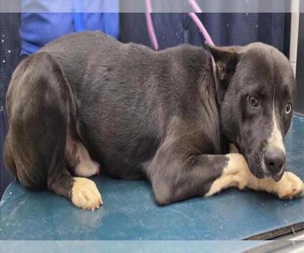 Medium Photo #1 Siberian Husky-Unknown Mix Puppy For Sale in Mobile, AL, USA