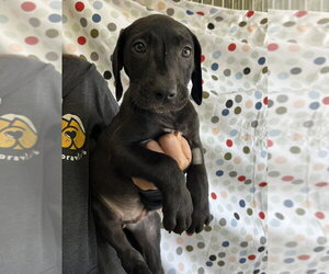 Mutt Dogs for adoption in Candler, NC, USA