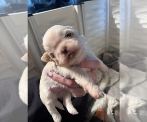 Medium Shih Tzu