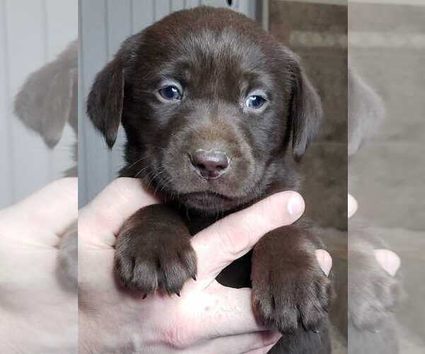 Medium Photo #5 Labrador Retriever Puppy For Sale in OLYMPIA, WA, USA