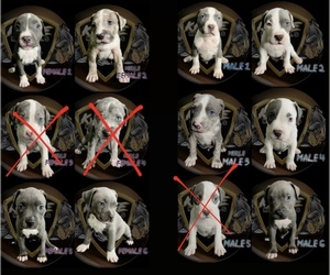 American Bully Puppy for sale in ALLEN PARK, MI, USA