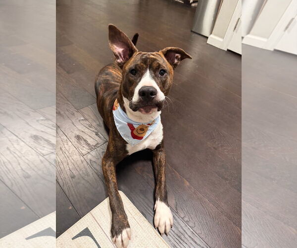 Medium Photo #2 American Pit Bull Terrier-Mountain Cur Mix Puppy For Sale in Oakhurst, NJ, USA