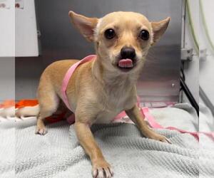 Chihuahua Dogs for adoption in Woodland, CA, USA