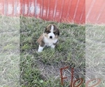 Small Photo #3 Great Bernese Puppy For Sale in BOOKER, TX, USA