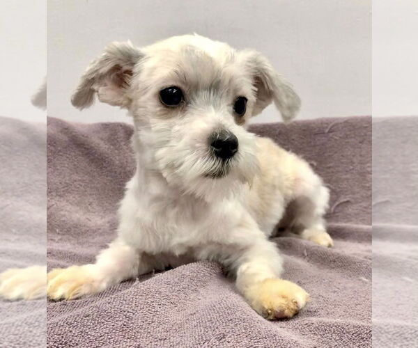 Medium Photo #3 Havamalt Puppy For Sale in Lincolnwood, IL, USA