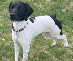 Small Photo #1 German Shorthaired Lab Puppy For Sale in LIMON, CO, USA