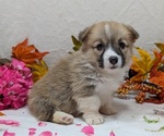 Small #9 Pembroke Welsh Corgi