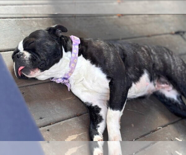 Medium Photo #3 Buggs Puppy For Sale in Brights Grove, Ontario, Canada