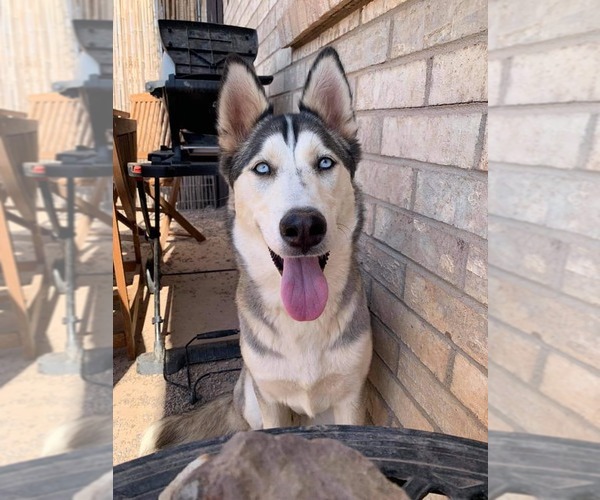 Medium Photo #7 Siberian Husky-Unknown Mix Puppy For Sale in Cedar Crest, NM, USA