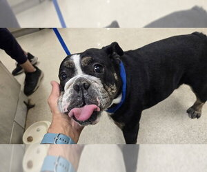 Bulldog Dogs for adoption in Riverside, CA, USA