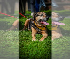 Abby - Awesome Girl! - Female Mutt Dog for Adoption - Photo #2