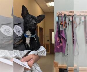 Chihuahua Dogs for adoption in Upland, CA, USA