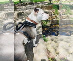Small #1 American Pit Bull Terrier Mix