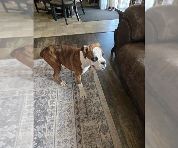 Medium Photo #3 Boxer Puppy For Sale in LAUREL, DE, USA