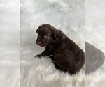 Small Photo #14 Aussiedoodle Puppy For Sale in UNIONVILLE, IA, USA