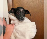 Small #1 Mutt