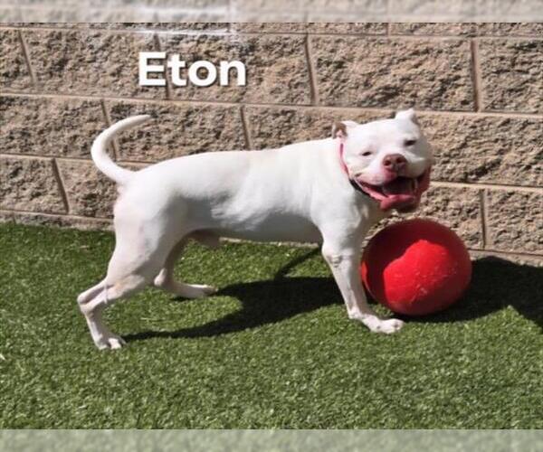 Medium Photo #1 American Pit Bull Terrier Puppy For Sale in Derwood, MD, USA