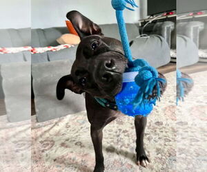 Thea - Female American Pit Bull Terrier-Unknown Mix Dog for Adoption - Photo #5