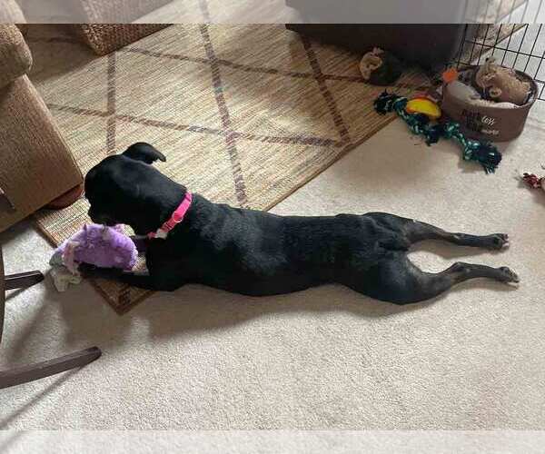 Medium Photo #13 Labrador Retriever-Unknown Mix Puppy For Sale in Kennesaw, GA, USA