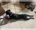 Small #12 Labrador Retriever Mix