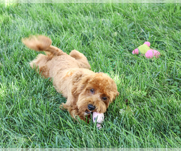 Medium Photo #5 Cavapoo (Miniature) Puppy For Sale in SYRACUSE, IN, USA