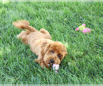 Small #4 Cavapoo (Miniature)