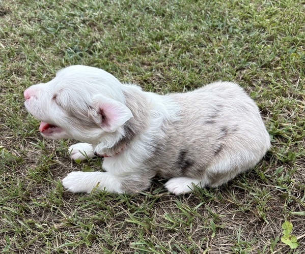 Medium Photo #2 Miniature Australian Shepherd Puppy For Sale in BEEBE, AR, USA