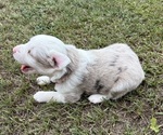 Small Photo #7 Miniature Australian Shepherd Puppy For Sale in BEEBE, AR, USA