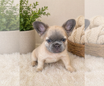 Puppy Pocahontas French Bulldog