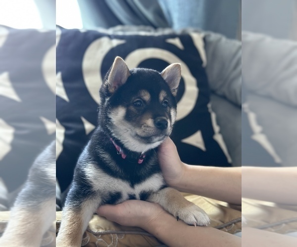 Full screen Photo #4 Shiba Inu Puppy For Sale in DENVER, CO, USA