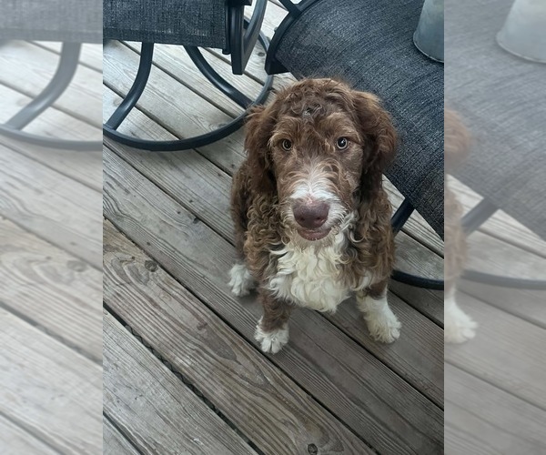 Medium Photo #1 Aussiedoodle Miniature  Puppy For Sale in BROOKER, FL, USA