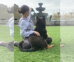 Small #28 German Shepherd Dog