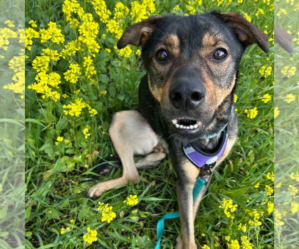 Medium Photo #4 Mutt Puppy For Sale in Fargo, ND, USA