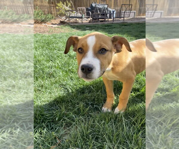 Medium Photo #17 German Shepherd Dog-Unknown Mix Puppy For Sale in Lakewood, CO, USA