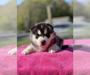 Puppyfinder Com Siberian Husky Puppies Puppies For Sale Near Me In Tennessee Usa Page 1 Displays 10