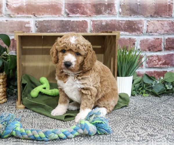 Medium Photo #1 Goldendoodle mix (+ Poodle Standard) Puppy For Sale in SYRACUSE, IN, USA