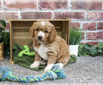Small Goldendoodle mix (+ Poodle Standard)