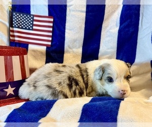 Medium Australian Shepherd