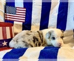 Puppy Tucker Australian Shepherd
