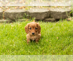 Small #1 Dachshund