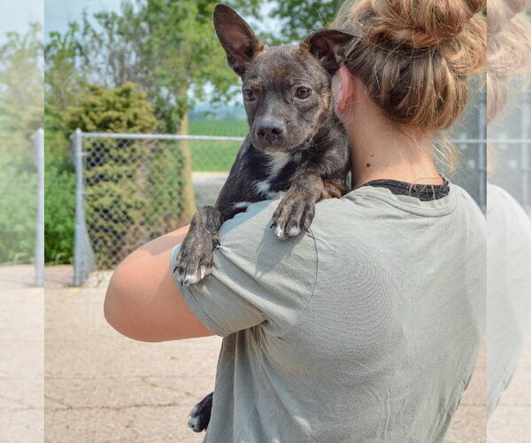 Medium Photo #5 Bo-Dach Puppy For Sale in Huntley, IL, USA