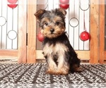 Puppy Dasher Yorkshire Terrier