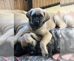 Small Photo #10 Mastiff Puppy For Sale in MIDDLETOWN, DE, USA