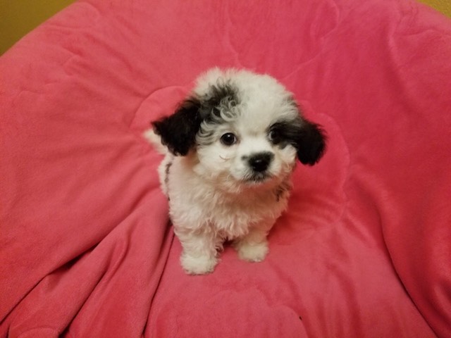 Medium Photo #1 Shih-Poo Puppy For Sale in LOS ANGELES, CA, USA
