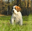 Small Photo #1 Saint Bernard Puppy For Sale in YPSILANTI, MI, USA