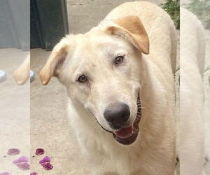 Laddie - Male Labrador Retriever-Unknown Mix Dog for Adoption - Photo #3