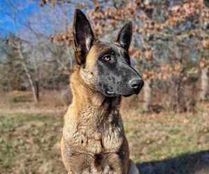 Mother of the Belgian Malinois puppies born on 08/17/2022