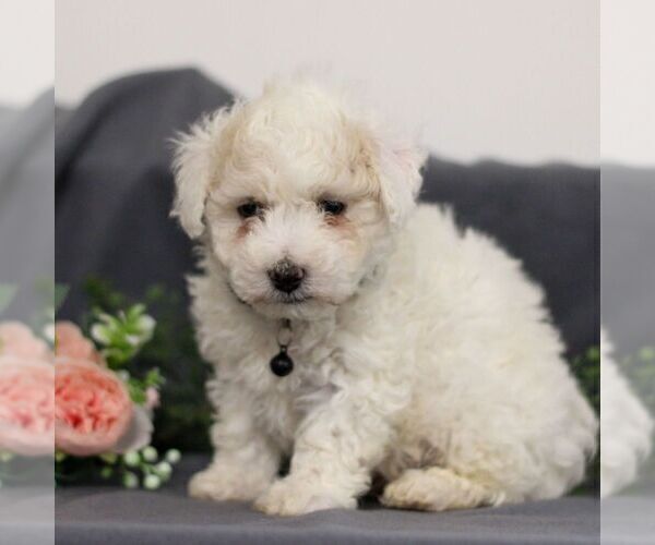 Medium Photo #2 Bichon Frise Puppy For Sale in ANNVILLE, PA, USA
