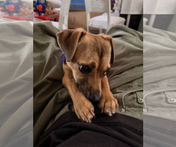 Medium Photo #4 Chihuahua Puppy For Sale in Imperial Beach, CA, USA